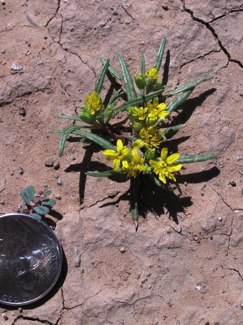 Pectis angustifolia